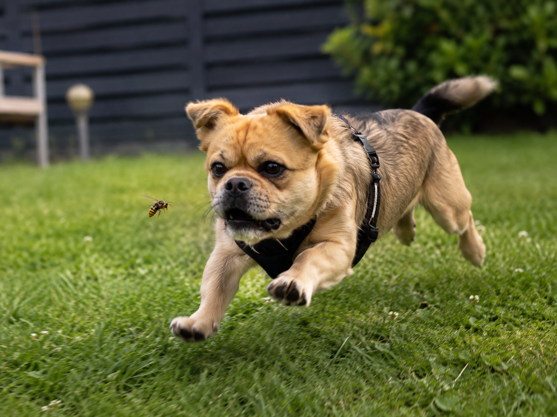 Wespenseizoen: wat als je hond wordt gestoken?