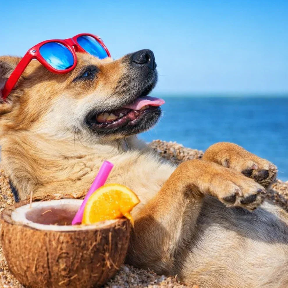15 leuke weetjes over je hond!