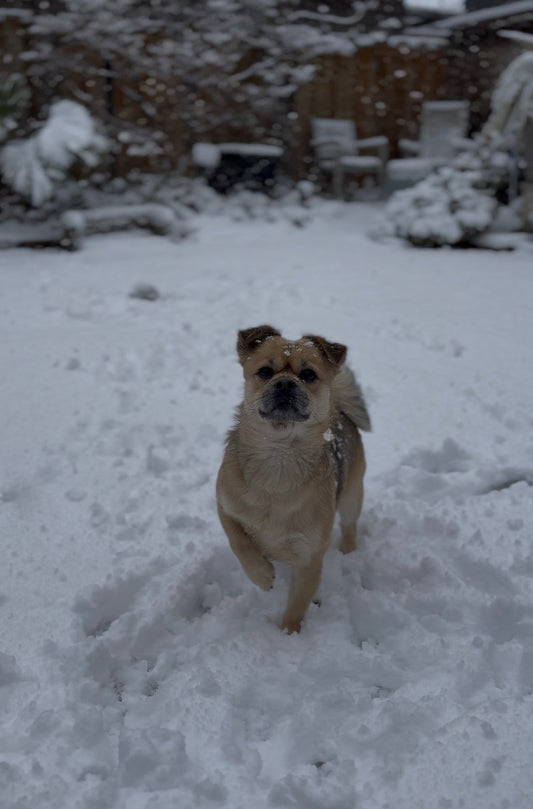 Gezonde hondensnacks in de winter: zo help je je hond gezond en sterk te blijven