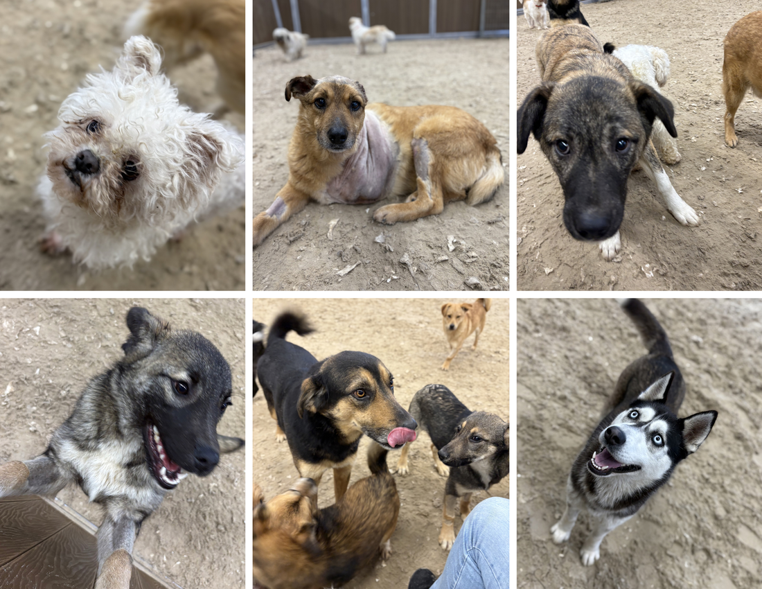 Waarom ik Stichting Le Woef steun – en hoe jij met je hond ook kunt helpen!