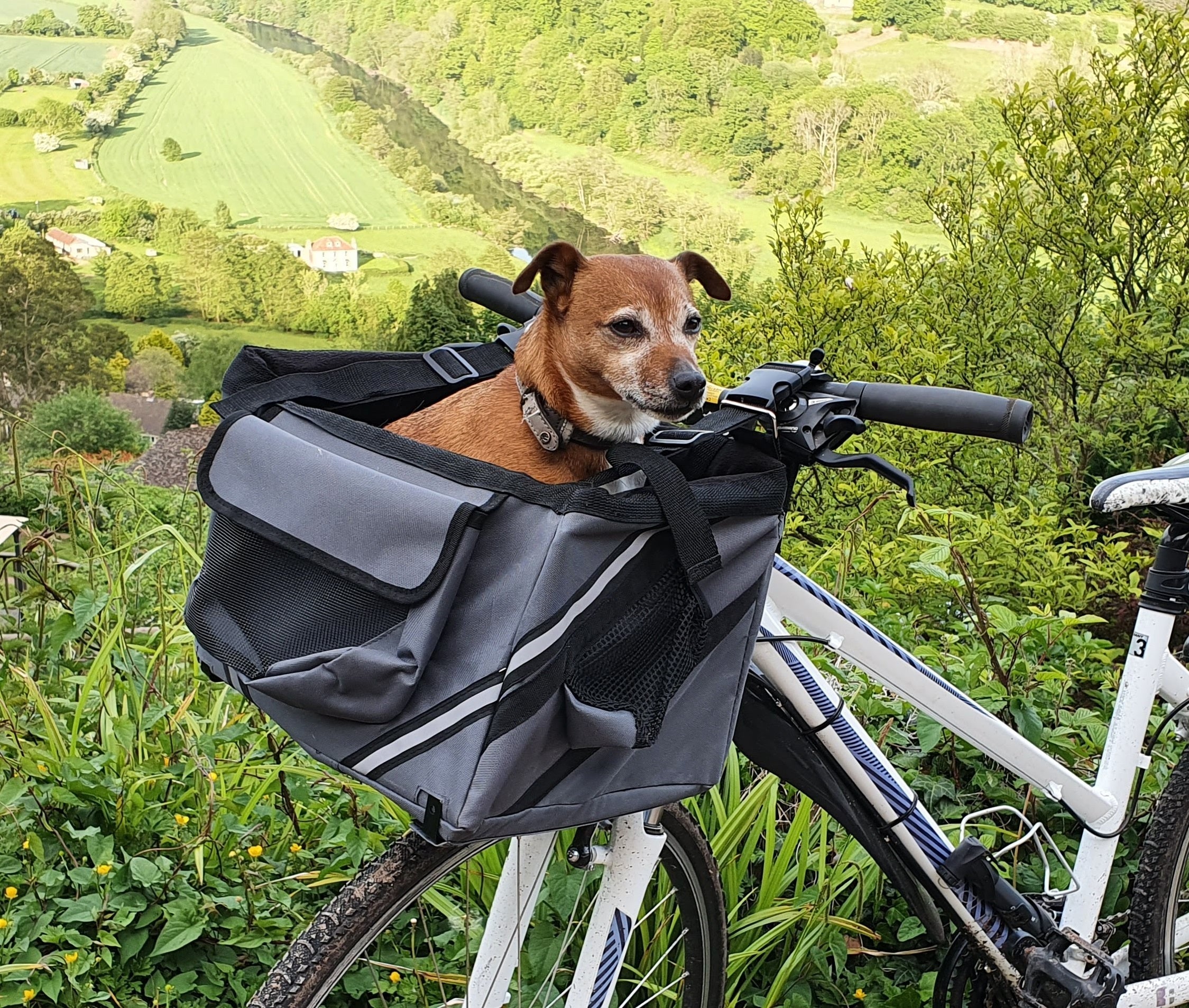 Bicycle Bag/Basket Henry Wag