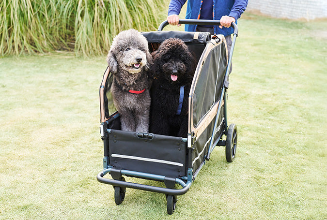 AirBuggy AIR-CRUISER – La Máxima Premium Hondenbuggy para Grandes Razas
