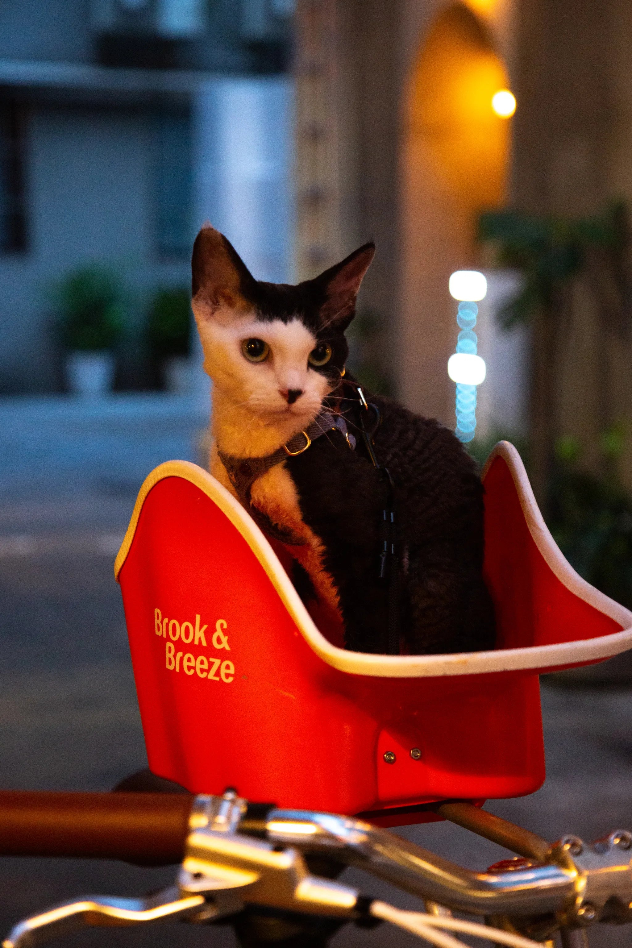 Brook & Breeze Canine Copilot - asiento de bicicleta para perro o gato