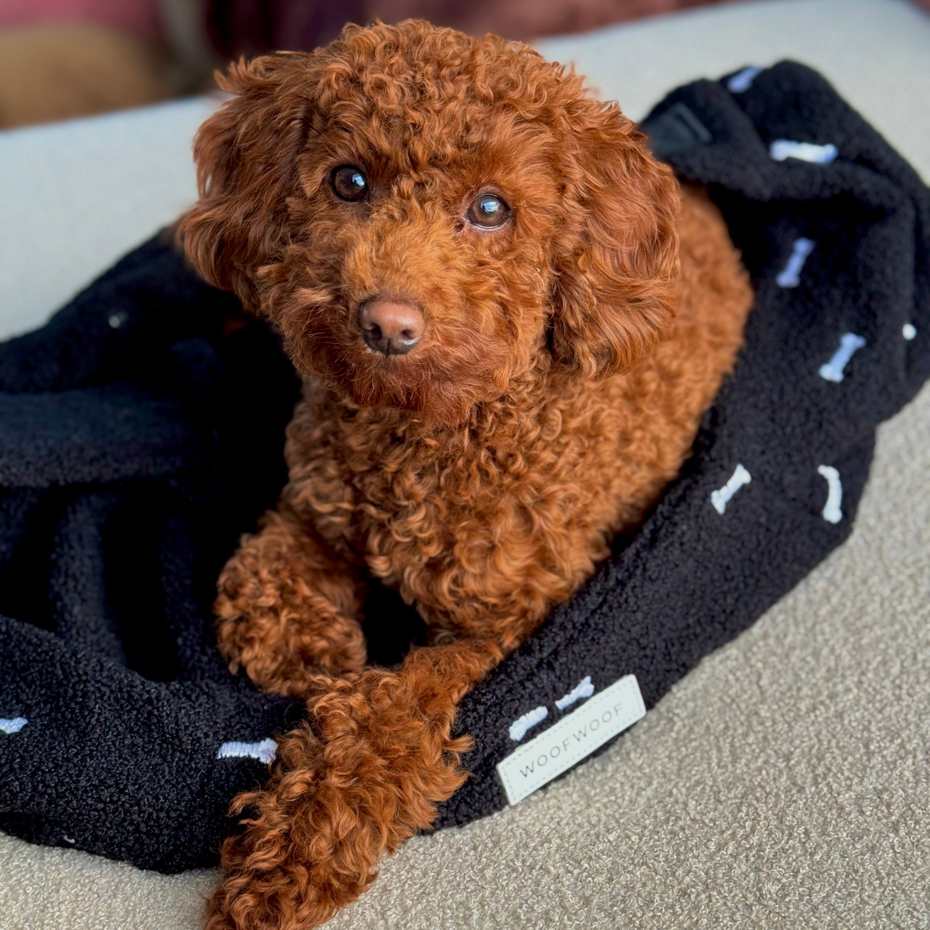 Honden Draagzak Zwart Botjes